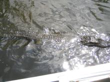 Ein Alligator im "Gator Park"